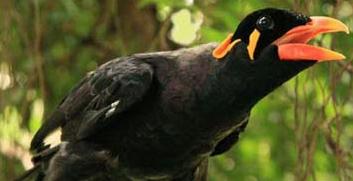 Daftar Harga Burung Murai Batu Ajilbab Portal